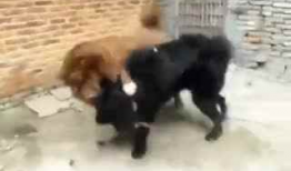 比特犬打斗视频,残酷的街头对决现场直击