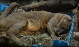 人与动物交配的视频,伦理争议与科学探索